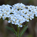 Top 10 Perennial Flowers for a Low-Maintenance Garden