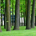 Best Trees for American Backyards