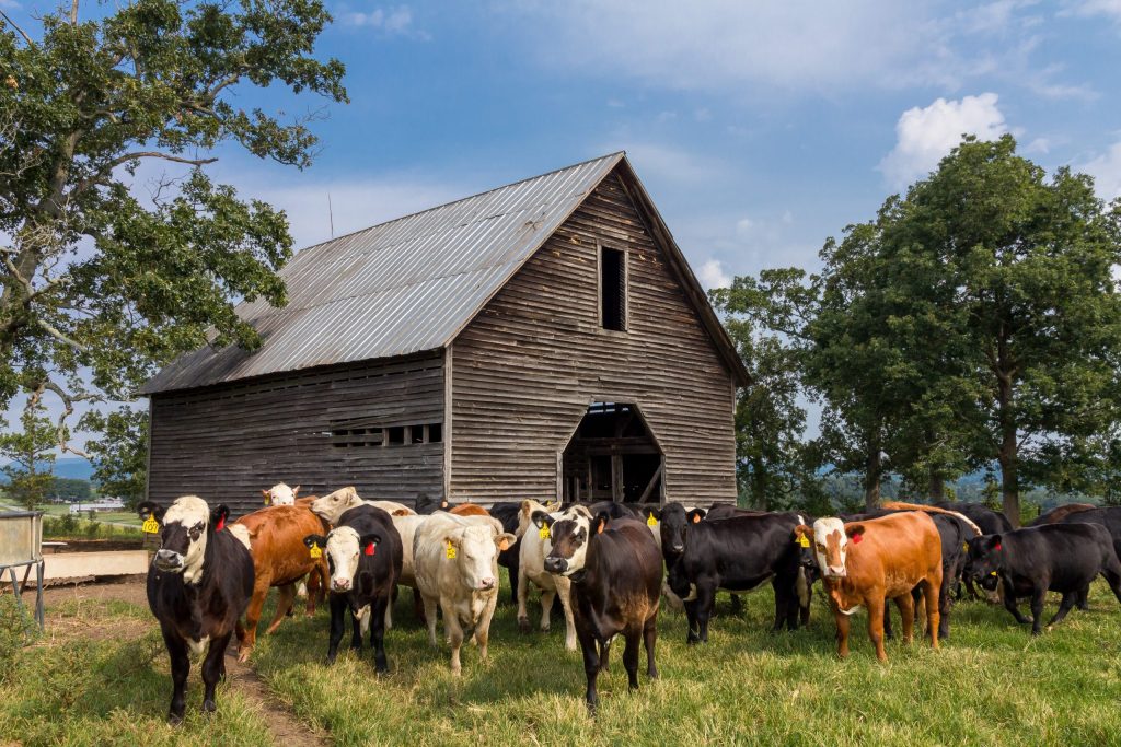 Livestock farm work