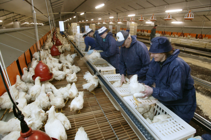 Poultry Worker Jobs