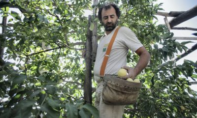 Fruit Picking jobs in New Zealand