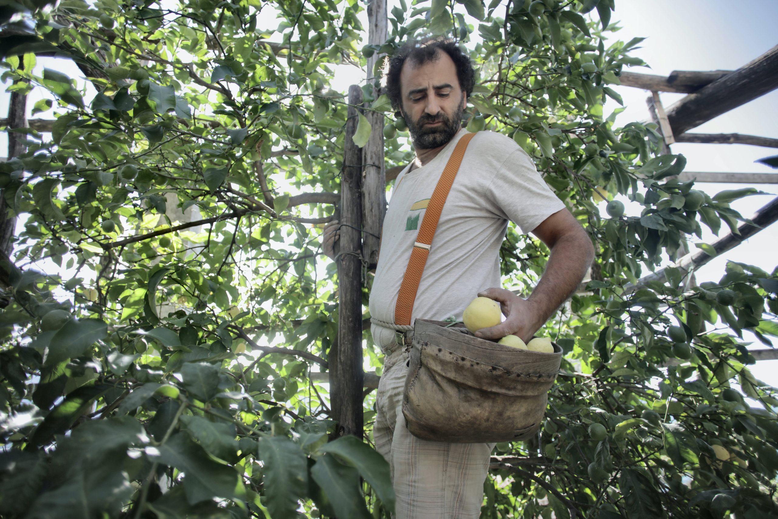 Fruit Picking jobs in New Zealand