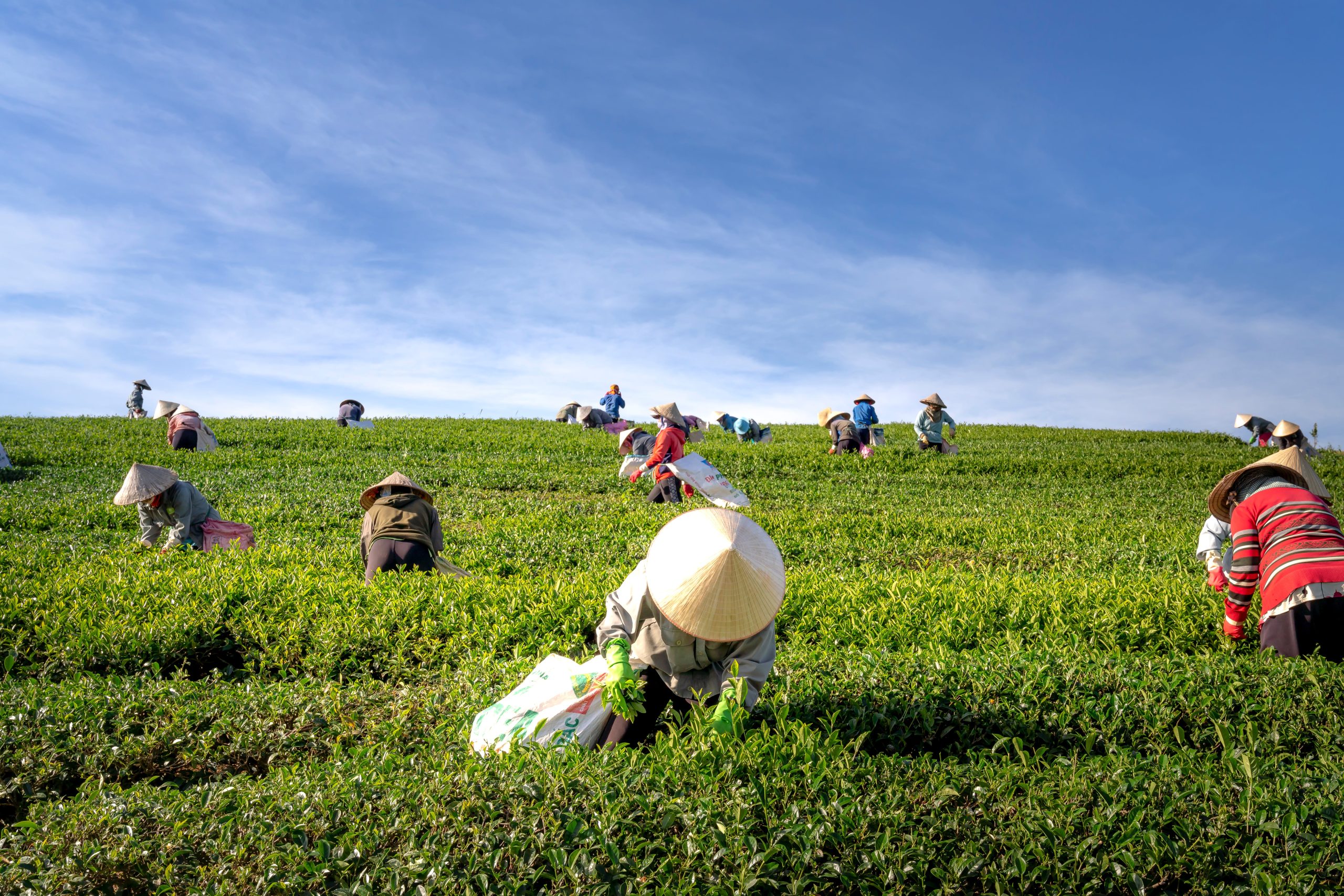Crop Farmers/Manager