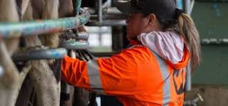 "Job advertisement for an Assistant Production Manager position at Landsdown Dairy, part of Pāmu, located in Otago, New Zealand. Role involves supporting dairy production operations in a rural farming environment.