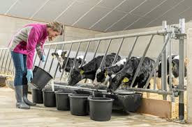 Person bottle-feeding a young calf in a clean, open barn on a dairy farm in Taupō, New Zealand. Text overlay reads: ‘Dairy Calf Rearer Needed at Renown Dairy, Taupō, New Zealand.
