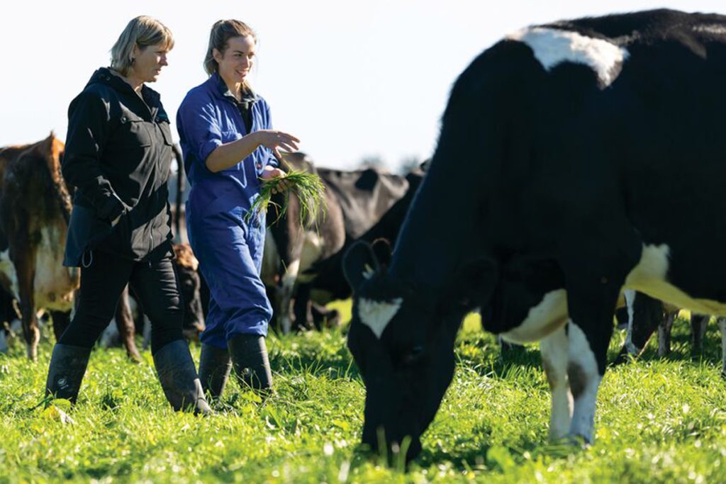 Dairy Farm Assistant working on a cattle field,