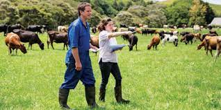 Dairy Farm Assistant Needed at Somervilles Dairy, New Zealand