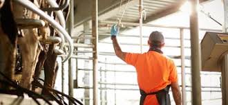 "Job opening for a Dairy Farm Manager at Bell Hill Dairy located in Greymouth / Lake Brunner, West Coast, New Zealand. Ideal candidates should have relevant experience in dairy farming and management.